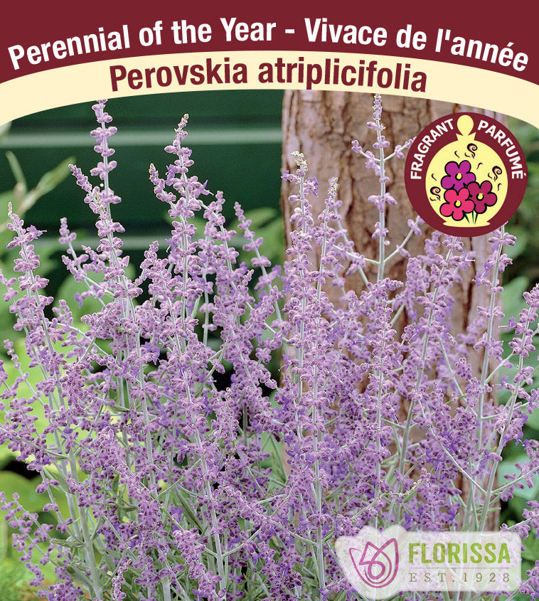 Perovskia - atriplicifolia