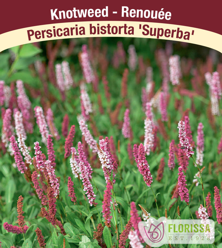 Persicaria - bistorta Superba