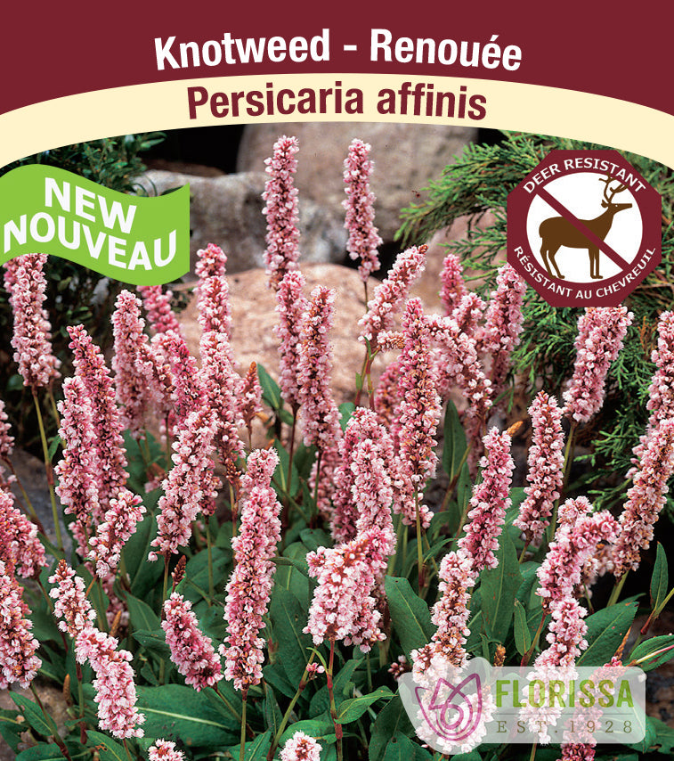 Persicaria - affinis