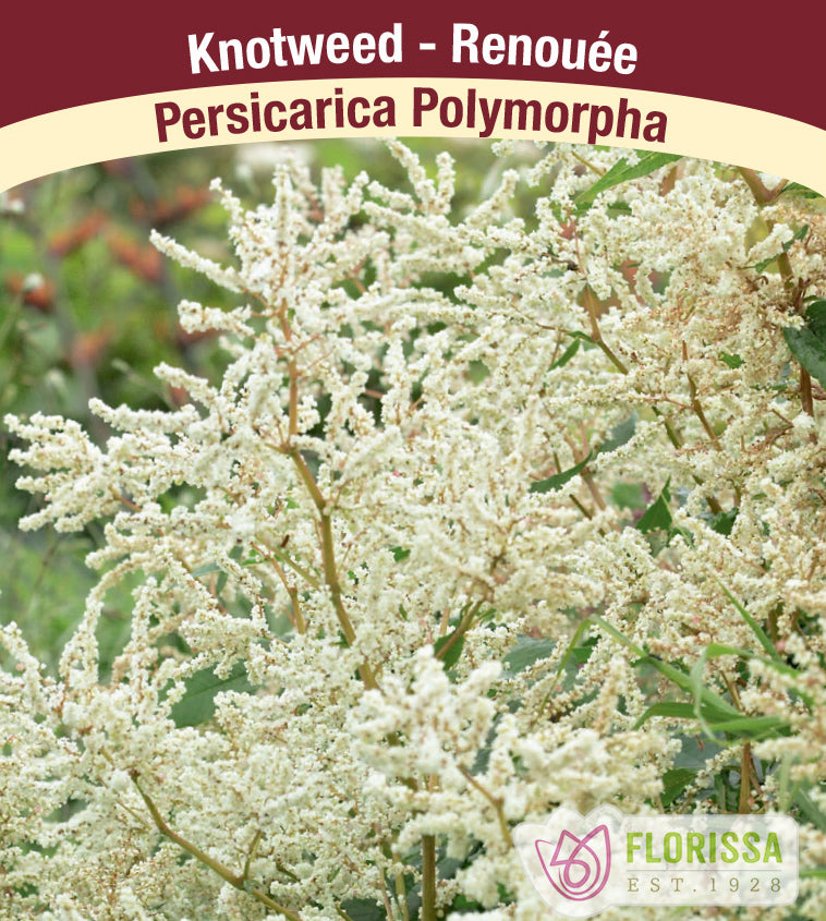 Persicaria - polymorpha