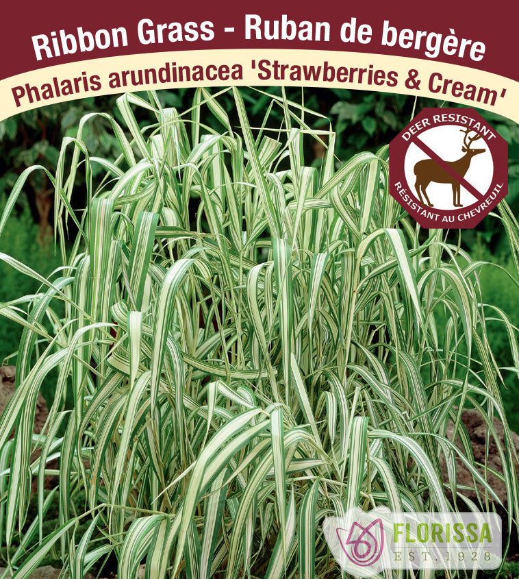 Phalaris - arundinacea Strawberries & Cream