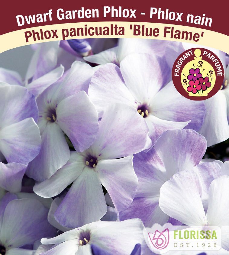 Phlox Paniculata - Blue Flame