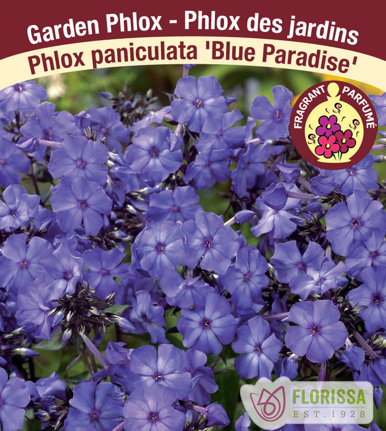 Phlox Paniculata- Blue Paradise