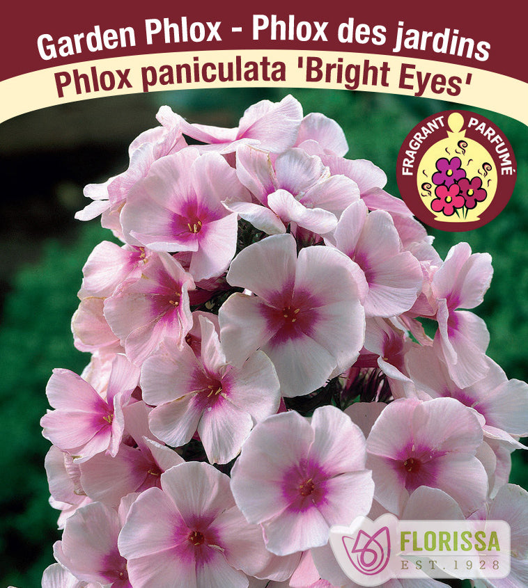 Phlox Paniculata  - Bright Eyes