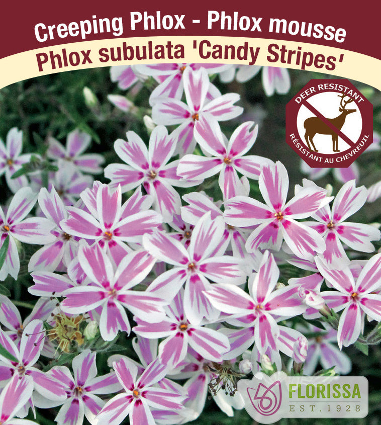 Phlox Subulata  - Candy Stripe