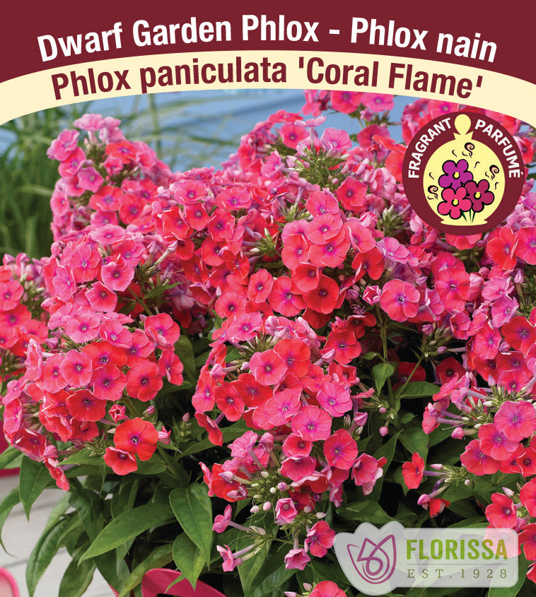 Phlox Paniculata - Coral Flame