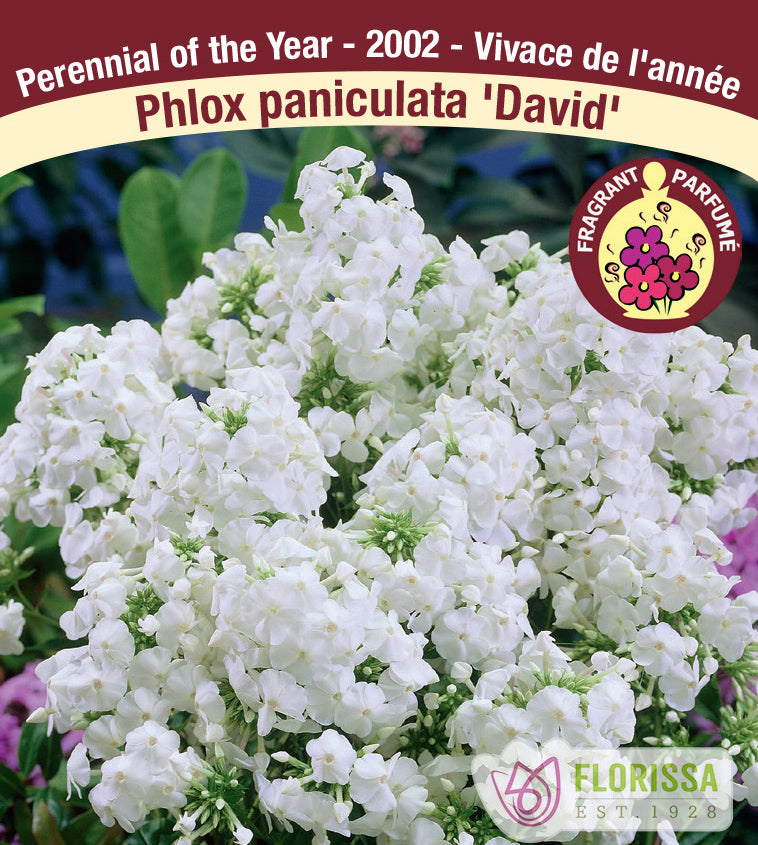 Phlox Paniculata - David