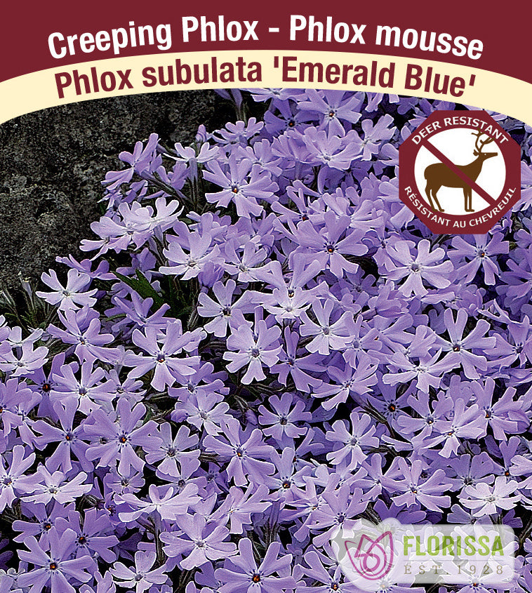 Phlox Subulata - Emerald Blue