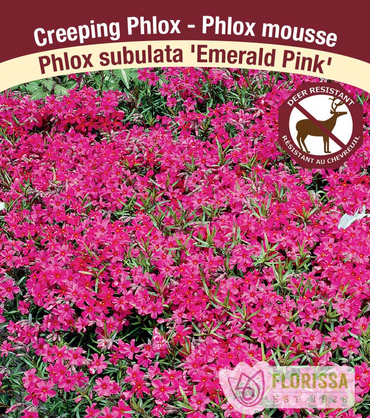 Phlox Subulata - Emerald Pink
