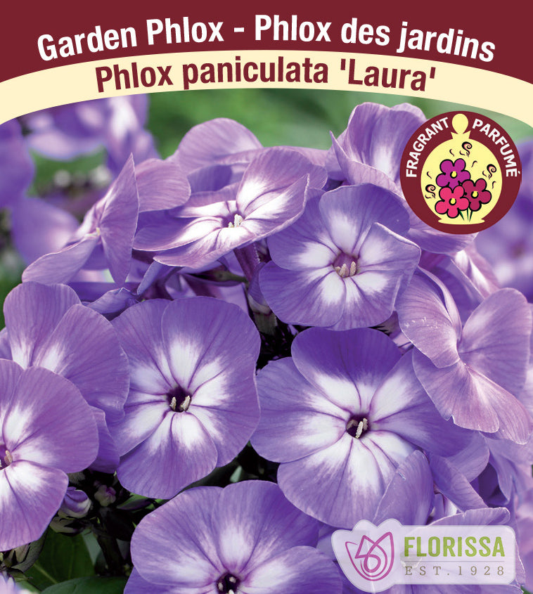 Phlox Paniculata - Laura
