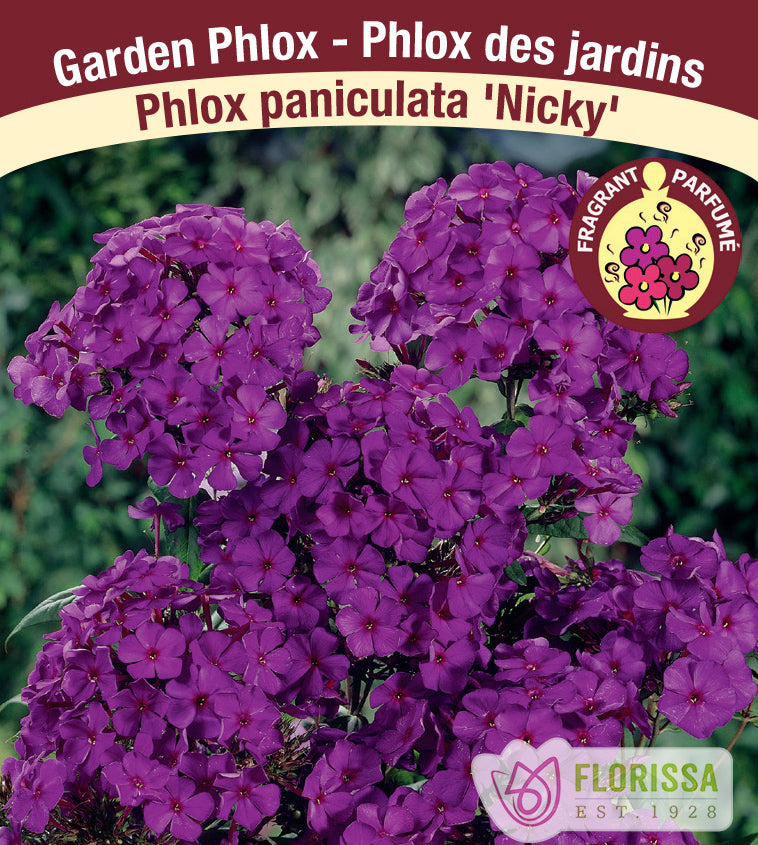 Phlox Paniculata - Nicky