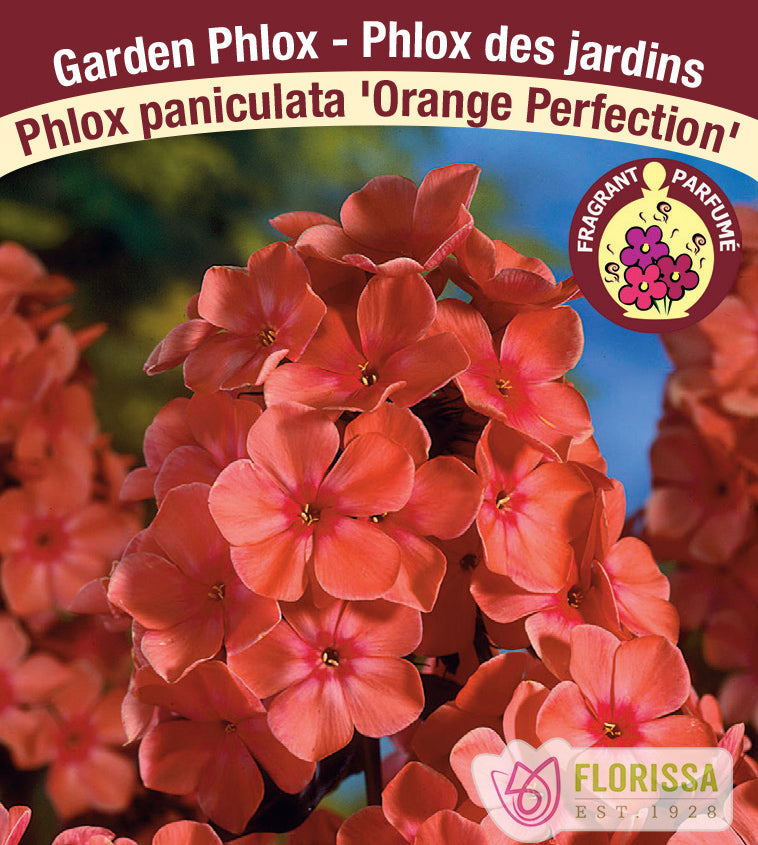 Phlox Paniculata - Orange Perfection