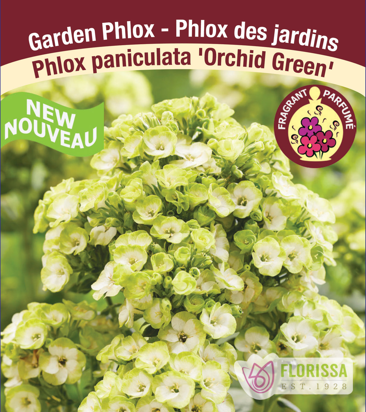 Phlox Paniculata - Orchid Green
