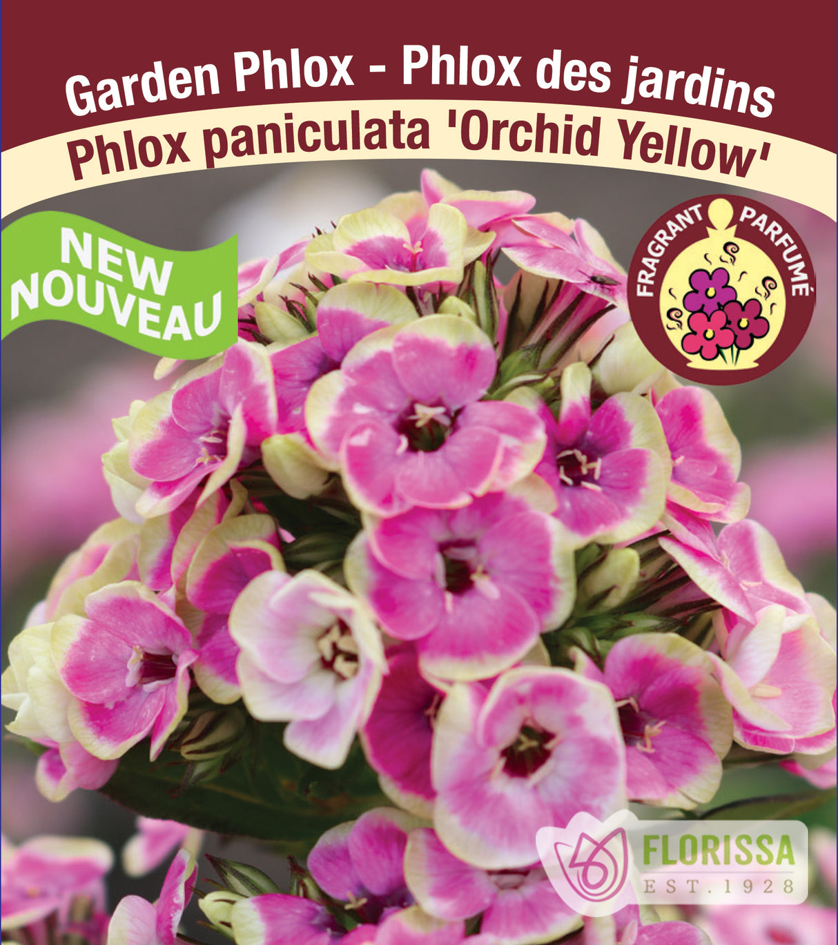 Phlox Paniculata - Orchid Yellow