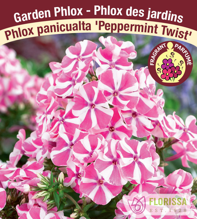 Phlox Paniculata - Peppermint Twist