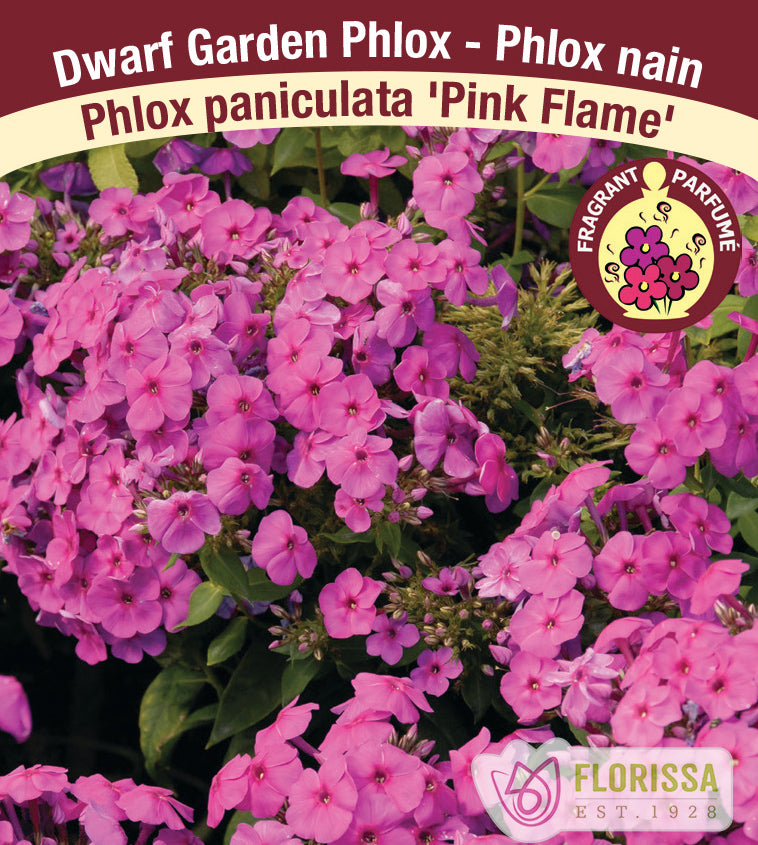 Phlox Paniculata - Pink Flame