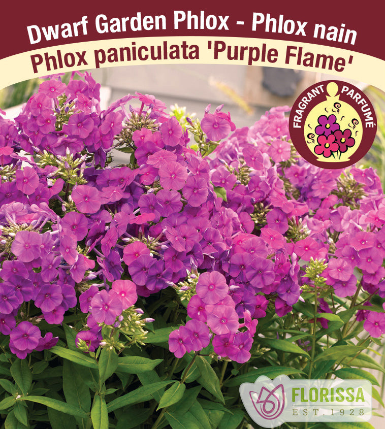 Phlox Paniculata - Purple Flame