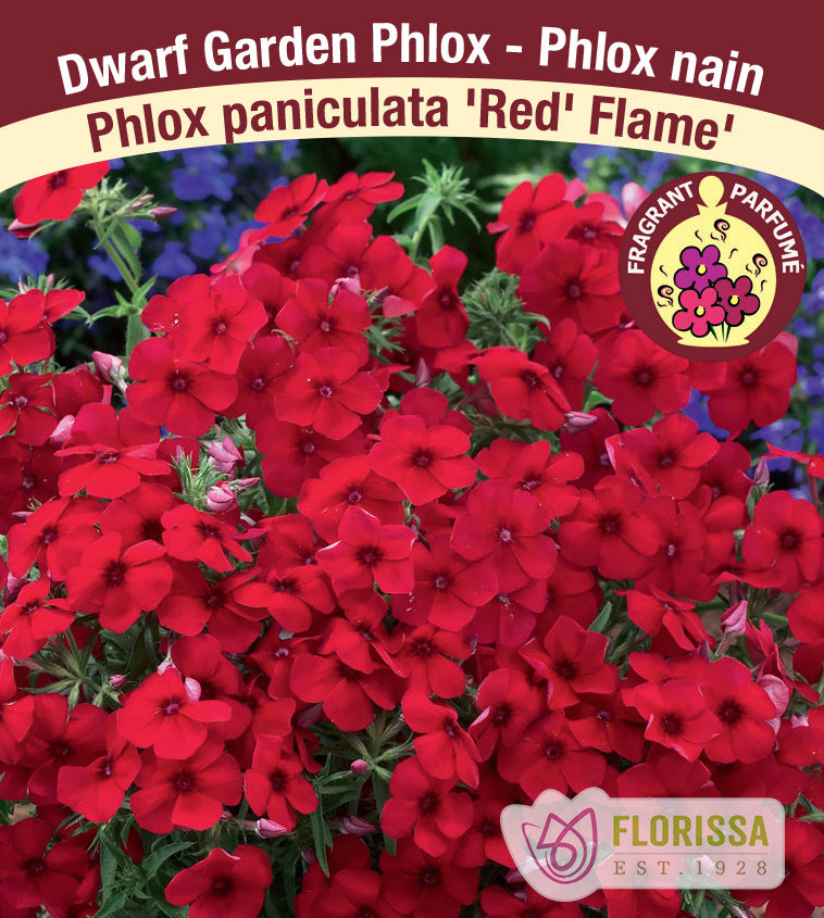 Phlox Paniculata - Red Flame