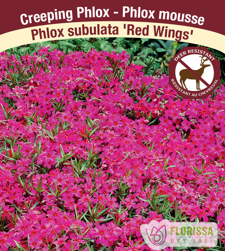Phlox Subulata - Red Wings