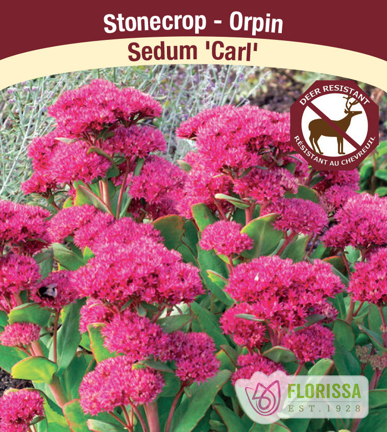 Sedum - Carl