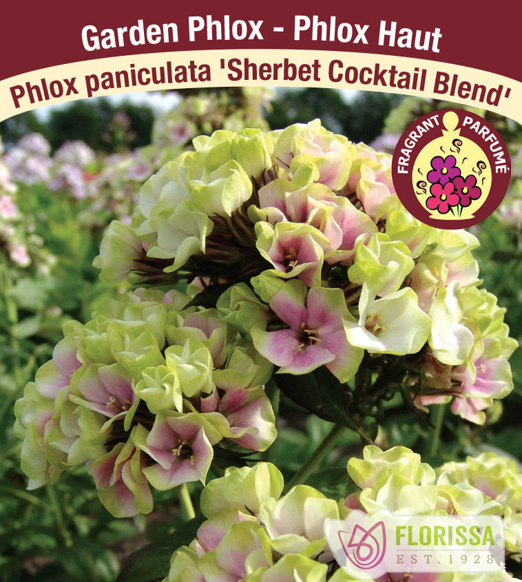 Phlox Paniculata - Sherbet Blend