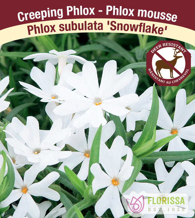 Phlox Subulata - Snowflake