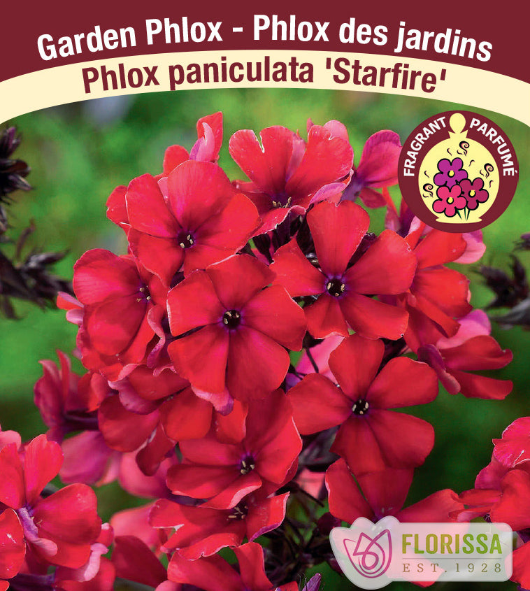 Phlox Paniculata - Starfire