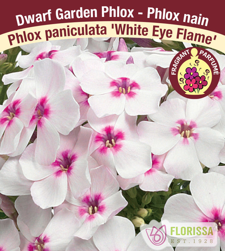 Phlox Paniculata - White Eye Flame