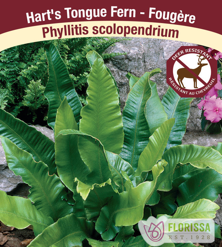 Phylitis - scolopendrium
