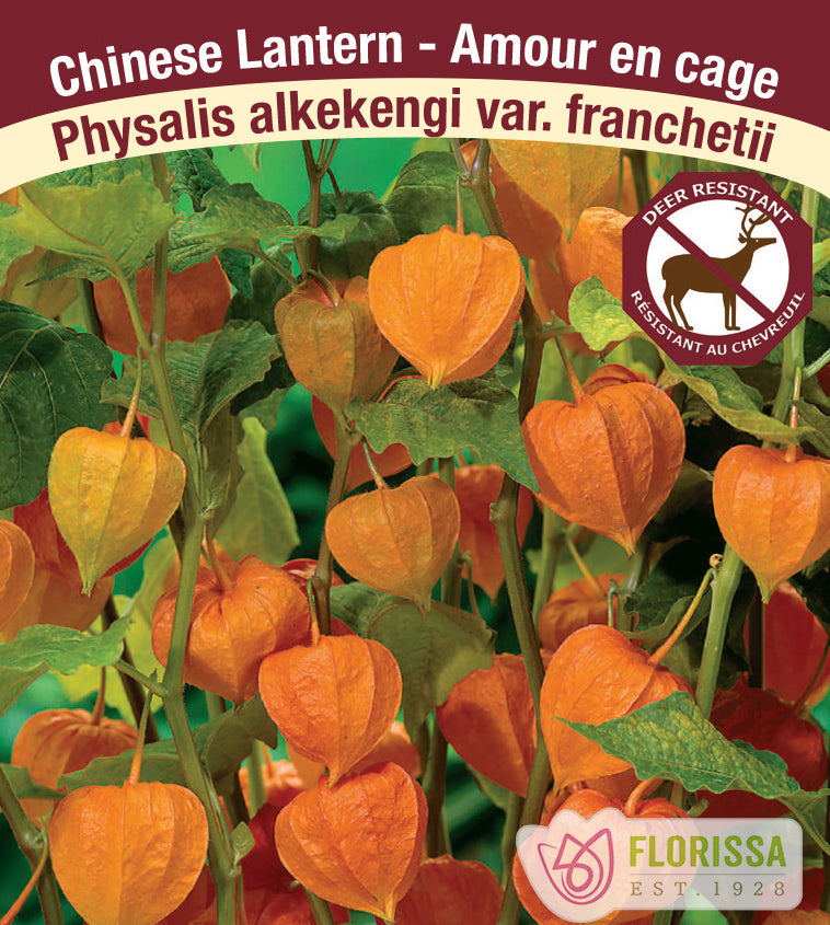 Physalis - alkekengi var. franchetii