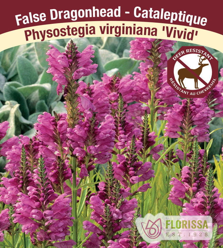 Physostegia - virginiana Vivid