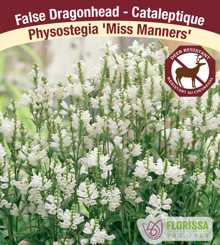 Physostegia - Miss Manners