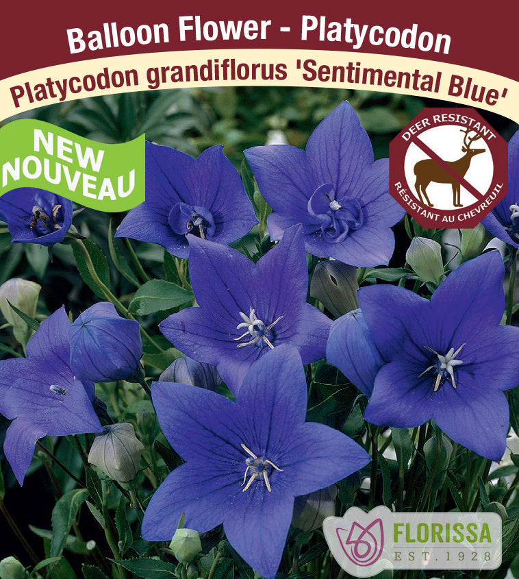 Platycodon - grandiflorus Sentimental Blue