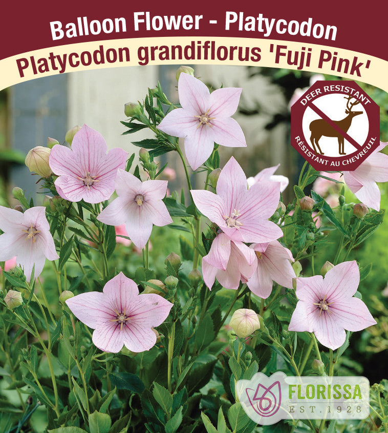 Platycodon - grandiflorus Fuji Pink