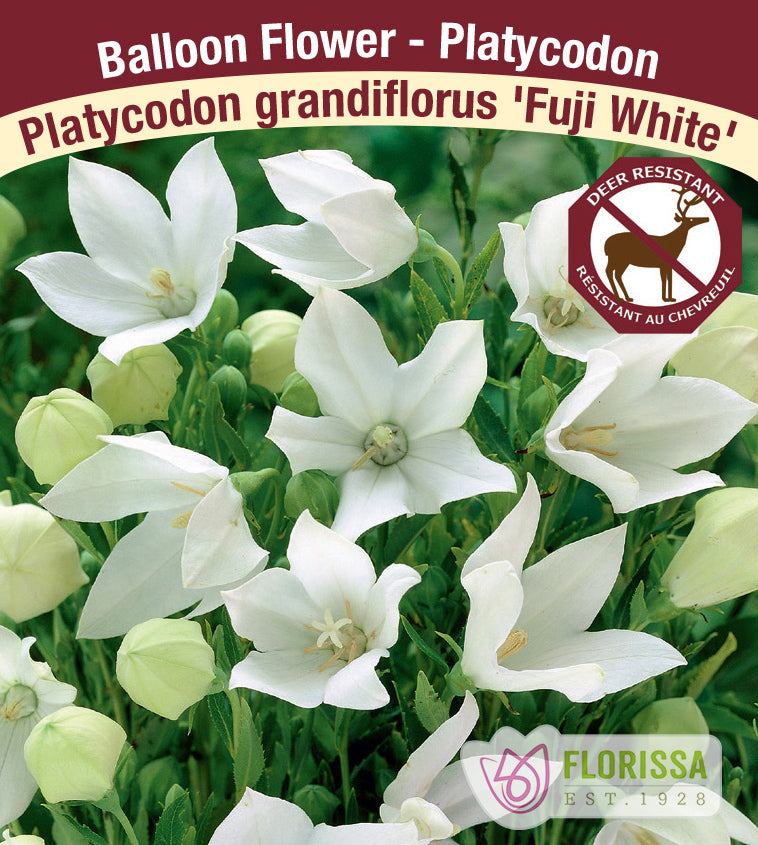 Platycodon - grandiflorus Fuji White