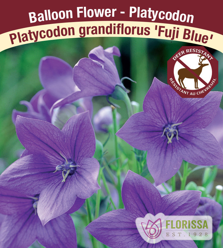 Platycodon - grandiflorus Fuji Blue