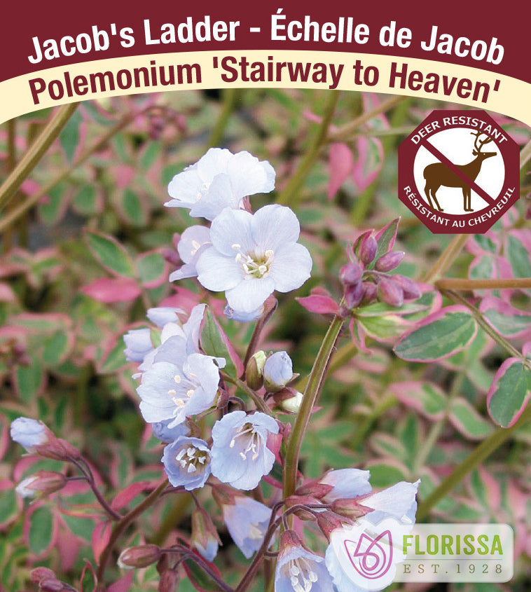 Polemonium - reptans Stairway to Heaven