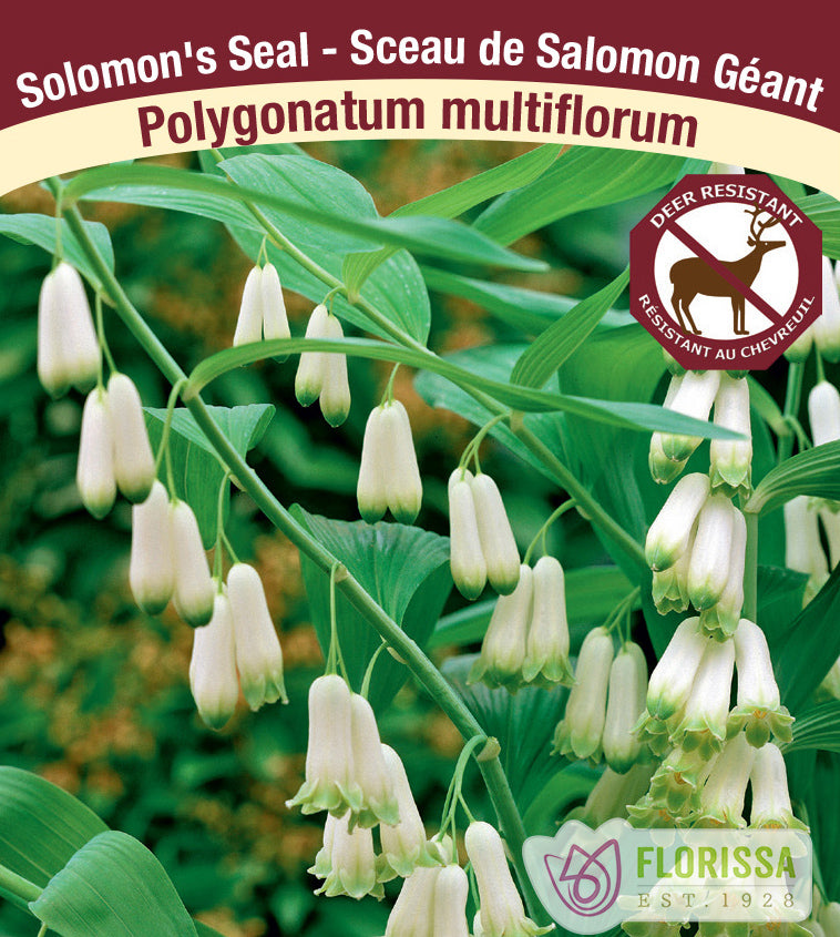 Polygonatum - multiflorum