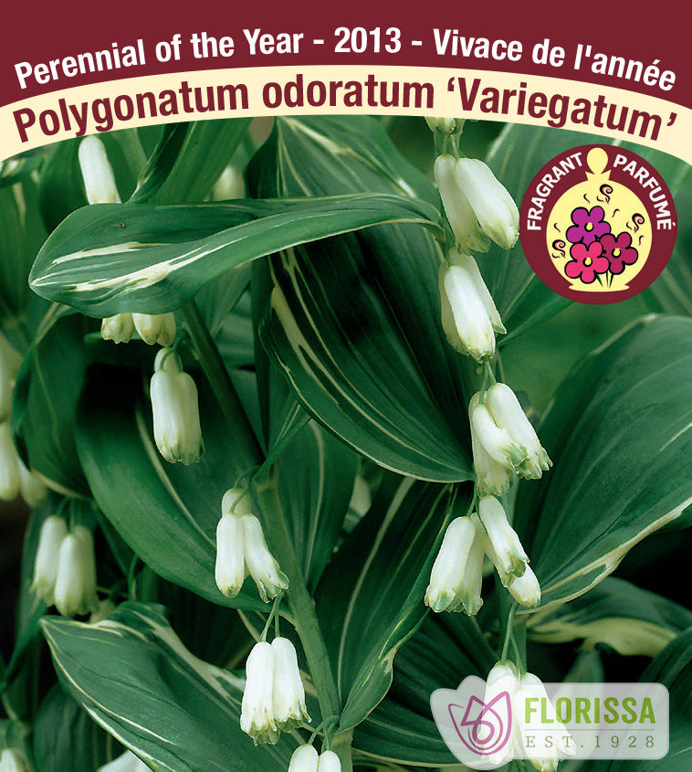 Polygonatum - odoratum Variegatum