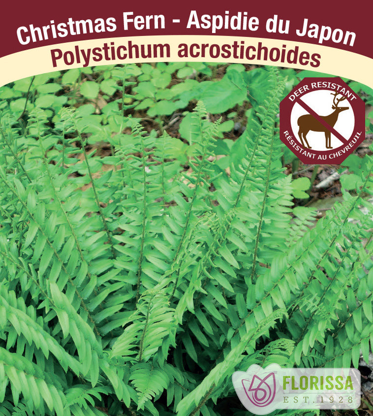 Polystichim - acrostichoides