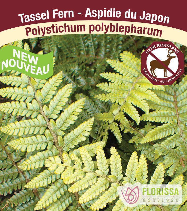 Polystichim - polyblepharum