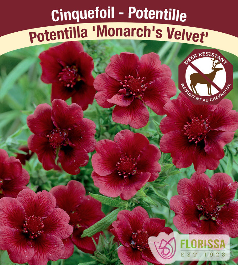 Potentilla - thurberi Monarch's Velvet