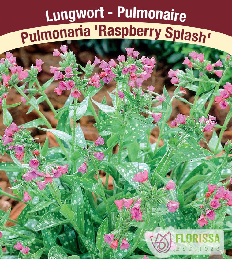 Pulmonaria - Raspberry Splash