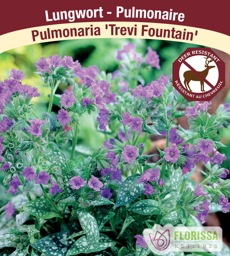 Pulmonaria - Trevi Fountain