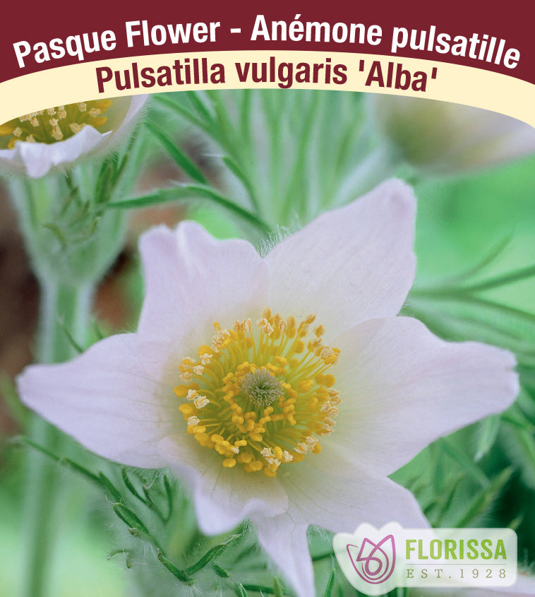 Pulsatilla - vulgaris Alba