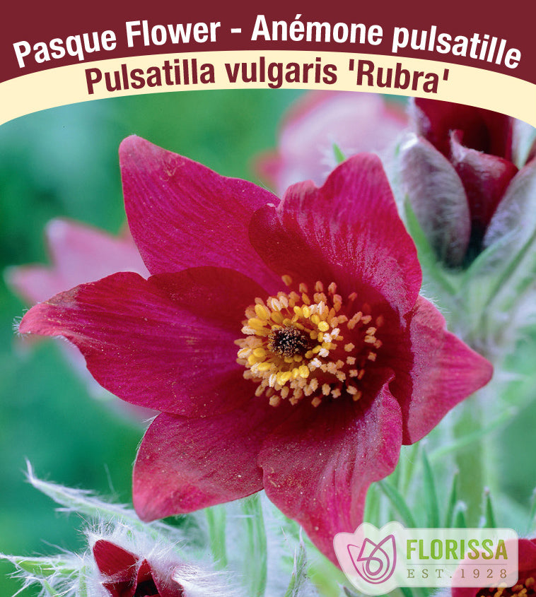 Pulsatilla - vulgaris Rubra