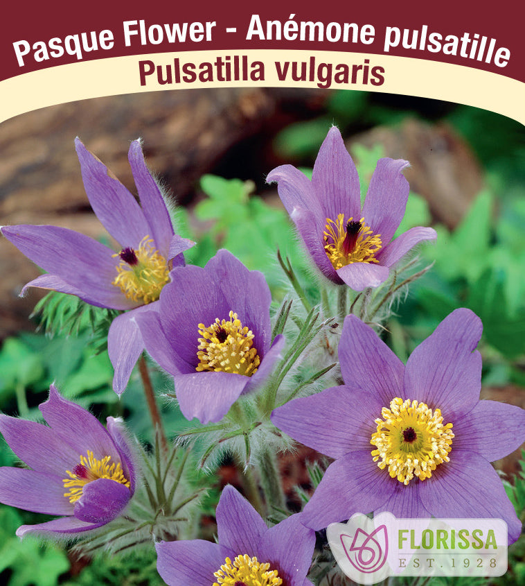 Pulsatilla - vulgaris Violet