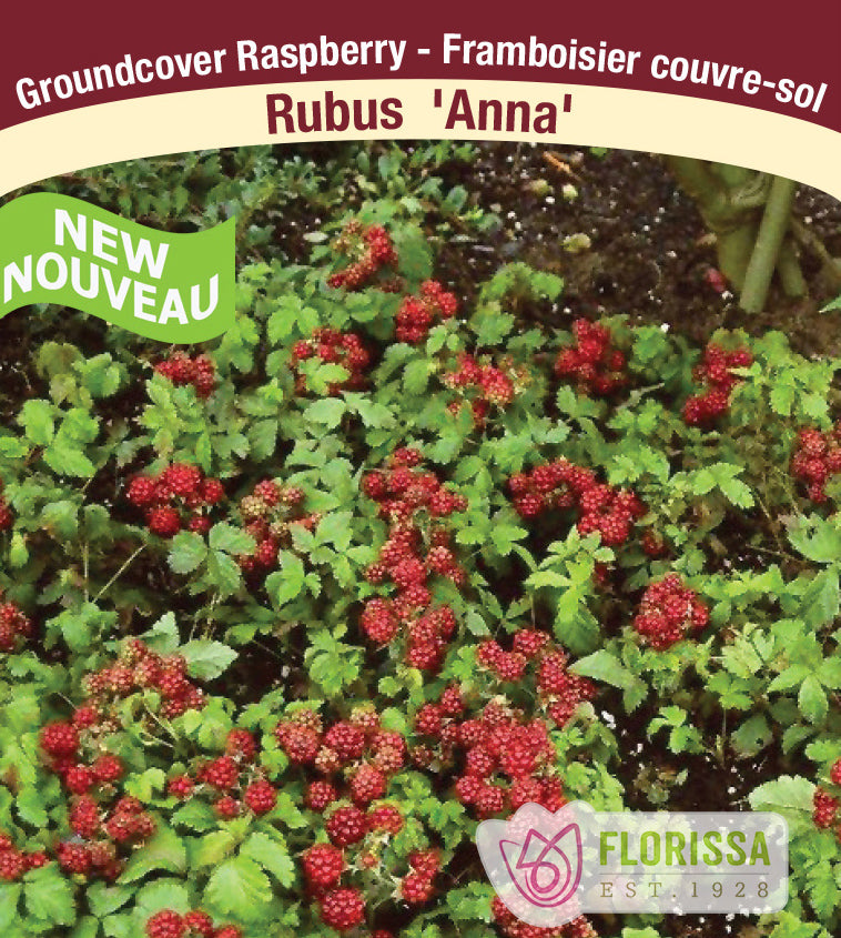 Raspberry Groundcover - Anna Retail Pot
