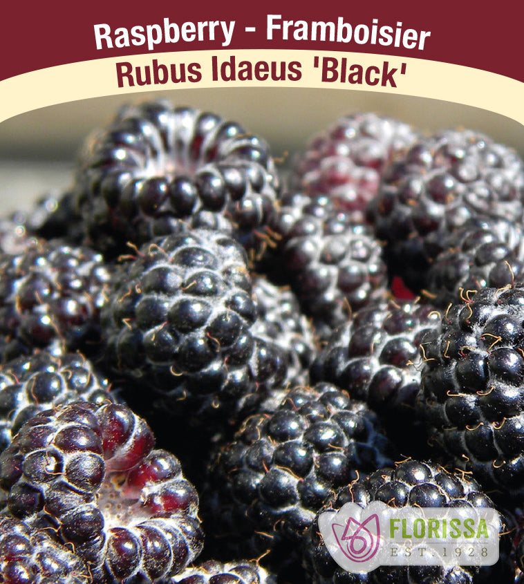 Raspberry Summer Bearing - Black Bulk