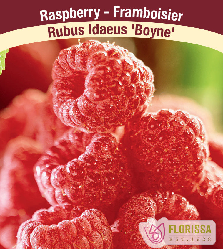 Raspberry Summer Bearing - Boyne Bulk